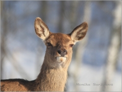 <p>JELEN LESNÍ (Cervus elaphus) obora /Red deer - Rothirsch/</p>